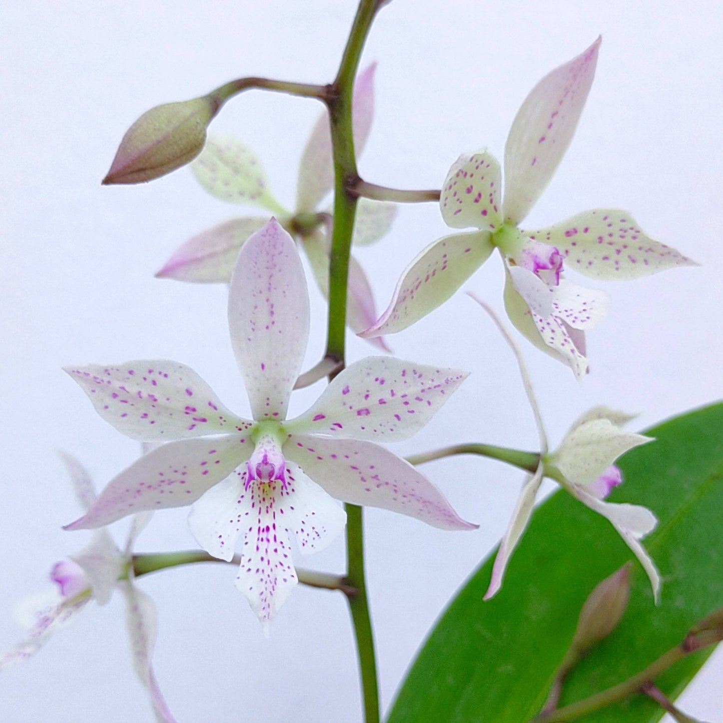 Epiarthron Kevin Mark Ragbir - Without Flowers | BS - Buy Orchids Plants Online by Orchid-Tree.com