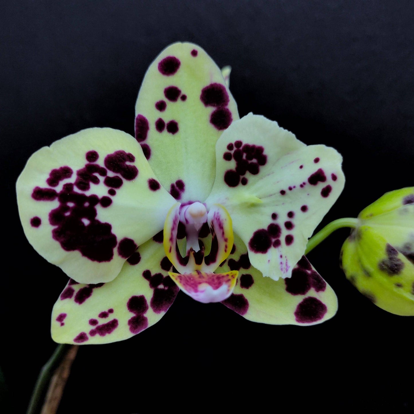 Phalaenopsis OX Spongebob - Without Flowers | BS - Buy Orchids Plants Online by Orchid-Tree.com