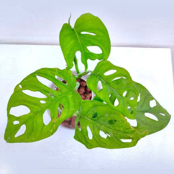 Monstera adansonii (Glass Bowl) - Buy Orchids Plants Online by Orchid-Tree.com