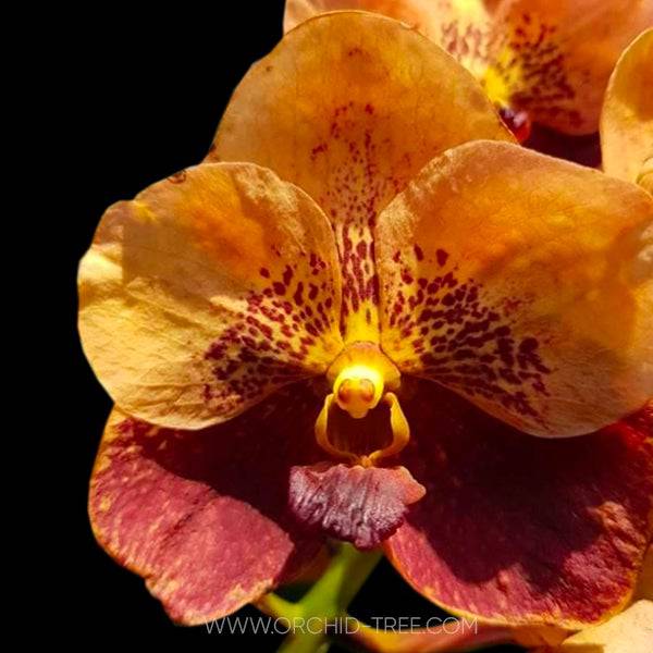 Vanda Parichart Classic # 2 - Without Flowers | SS - Buy Orchids Plants Online by Orchid-Tree.com