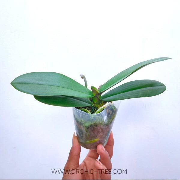 Phalaenopsis OX Dazzle - With Buds | FF - Buy Orchids Plants Online by Orchid-Tree.com