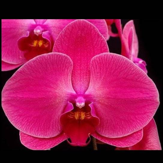 Phalaenopsis Sunshine Coast - With Spike | FF - Buy Orchids Plants Online by Orchid-Tree.com