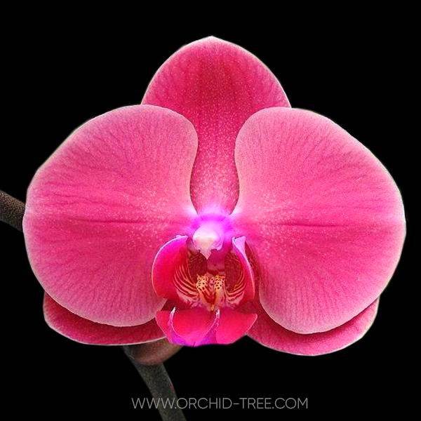 Phalaenopsis Sunshine Coast - With Spike | FF - Buy Orchids Plants Online by Orchid-Tree.com