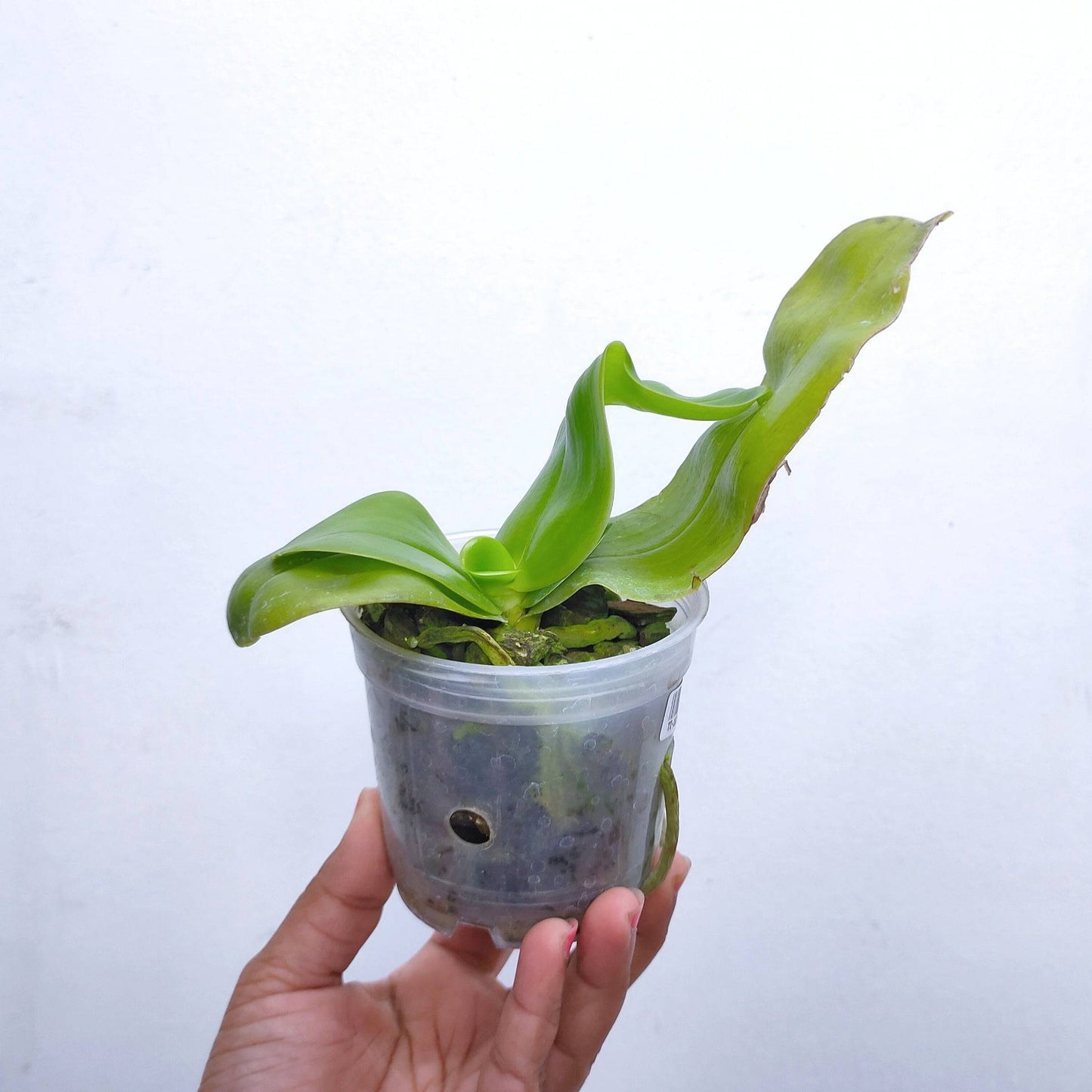 Phalaenopsis Samera Blue - With Bud | FF - Buy Orchids Plants Online by Orchid-Tree.com