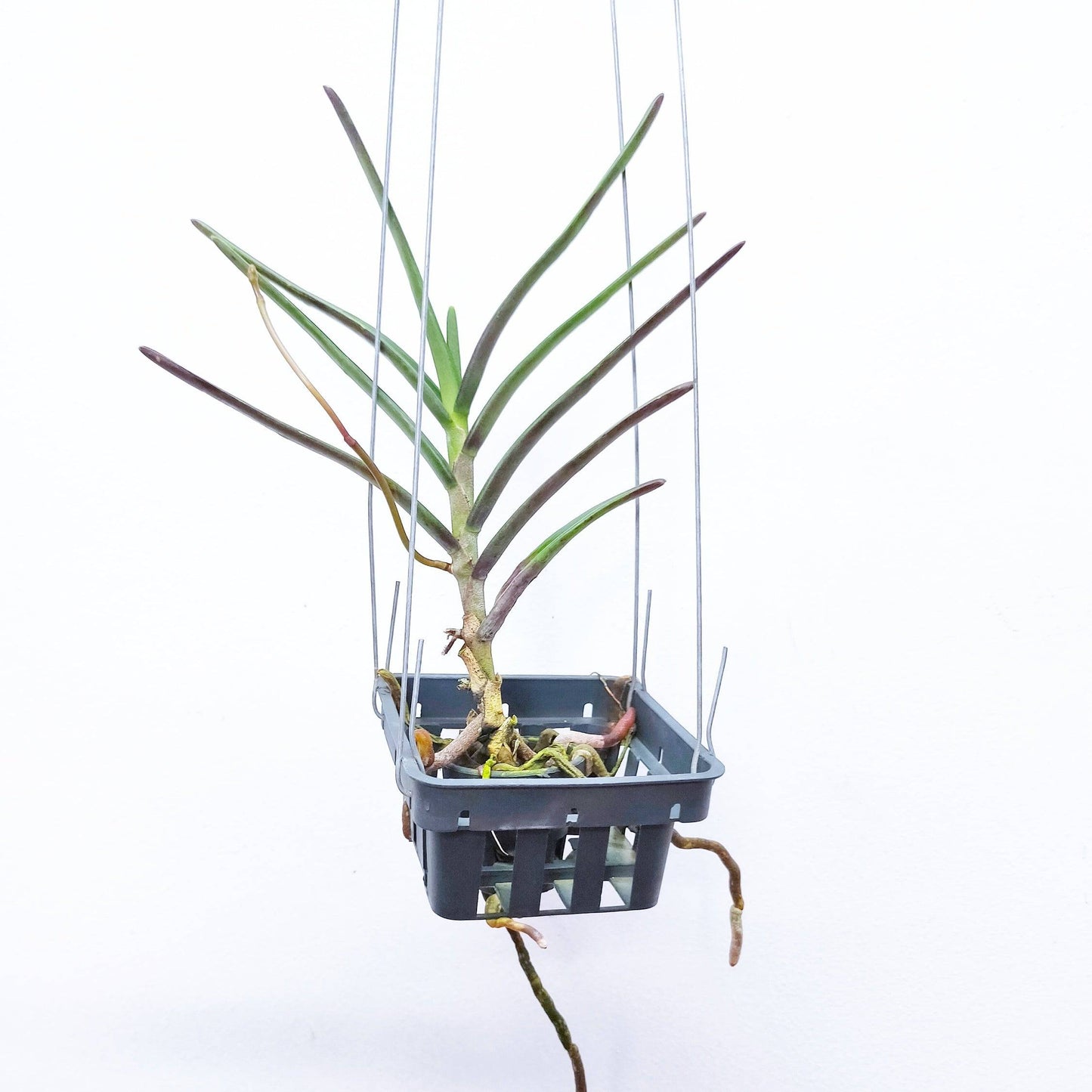 Renanthera monachica sp.- Without Flowers | BS - Buy Orchids Plants Online by Orchid-Tree.com