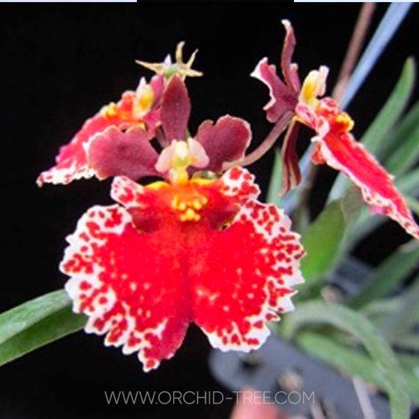 Tolumnia Jairak Flyer Red Spread - Without Flowers | BS - Buy Orchids Plants Online by Orchid-Tree.com