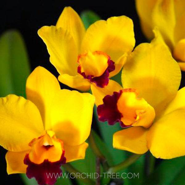 Cattleya Rlc Hsingying Sunbeam 'Juliets' - Without Flowers | BS - Buy Orchids Plants Online by Orchid-Tree.com