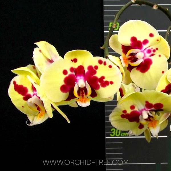 Phalaenopsis OX Zeus - With Small Spike | FF - Buy Orchids Plants Online by Orchid-Tree.com