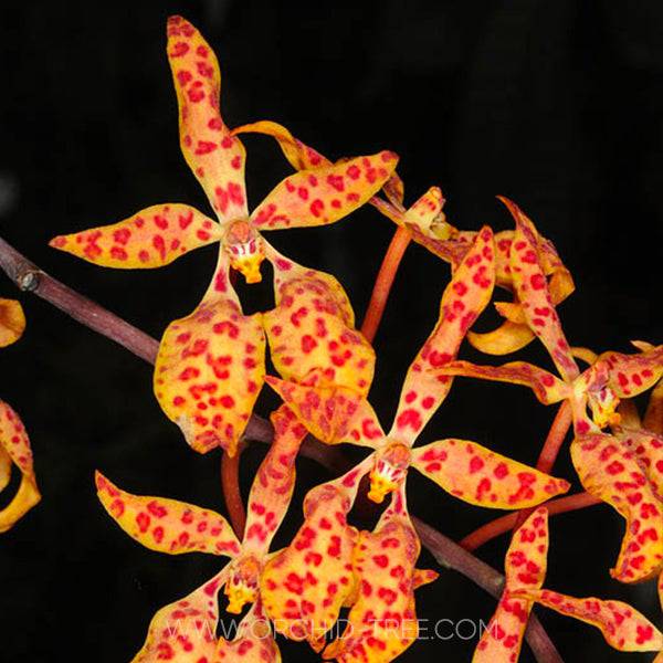 Renanthera monachica sp.- Without Flowers | BS - Buy Orchids Plants Online by Orchid-Tree.com