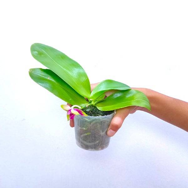 Phal. Hawaii Dragon Girl x Happy Eagle - Without Flowers | BS - Buy Orchids Plants Online by Orchid-Tree.com