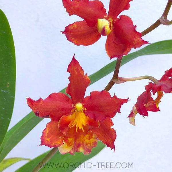 Oncidium (Wils.) Rising Sun 'Red Sun' - Without Flowers | BS - Buy Orchids Plants Online by Orchid-Tree.com