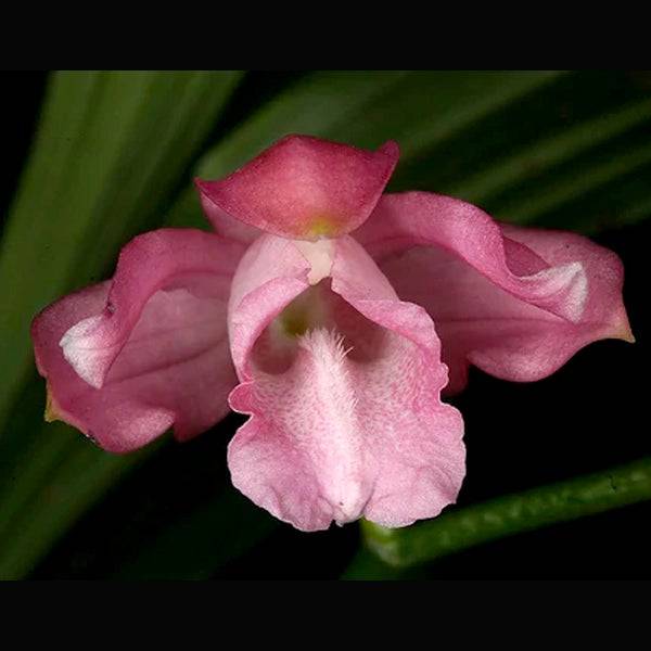 Phaius mishmensis sp.- Without Flowers | BS - Buy Orchids Plants Online by Orchid-Tree.com