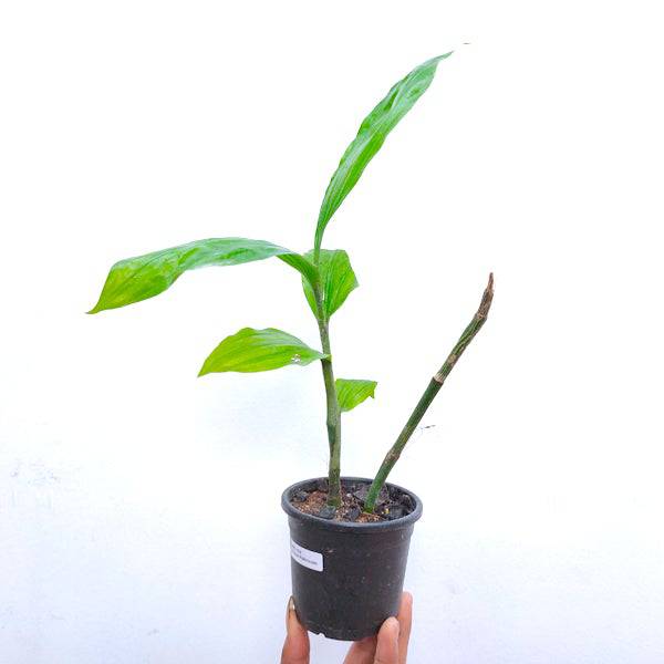 Phaius mishmensis sp.- Without Flowers | BS - Buy Orchids Plants Online by Orchid-Tree.com