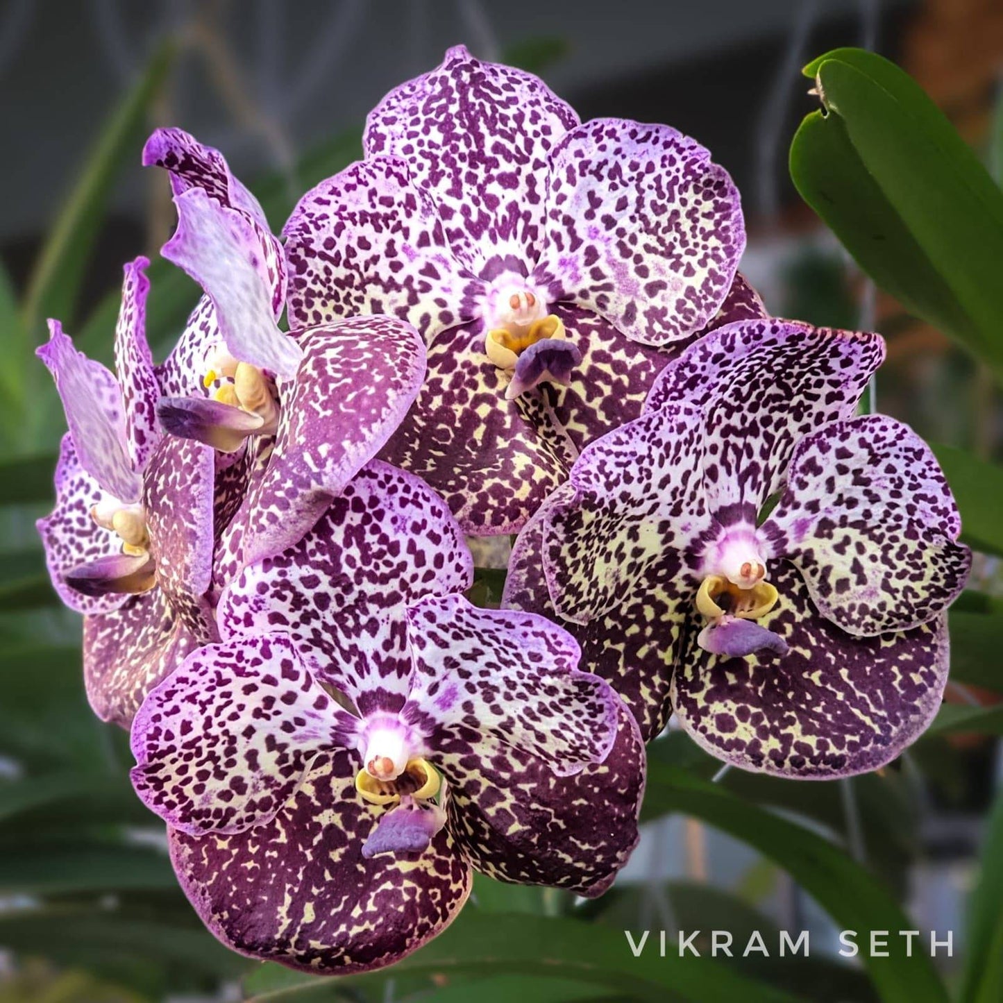 Vanda Wirat x Gordon Dillon - Without Flowers | BS - Buy Orchids Plants Online by Orchid-Tree.com