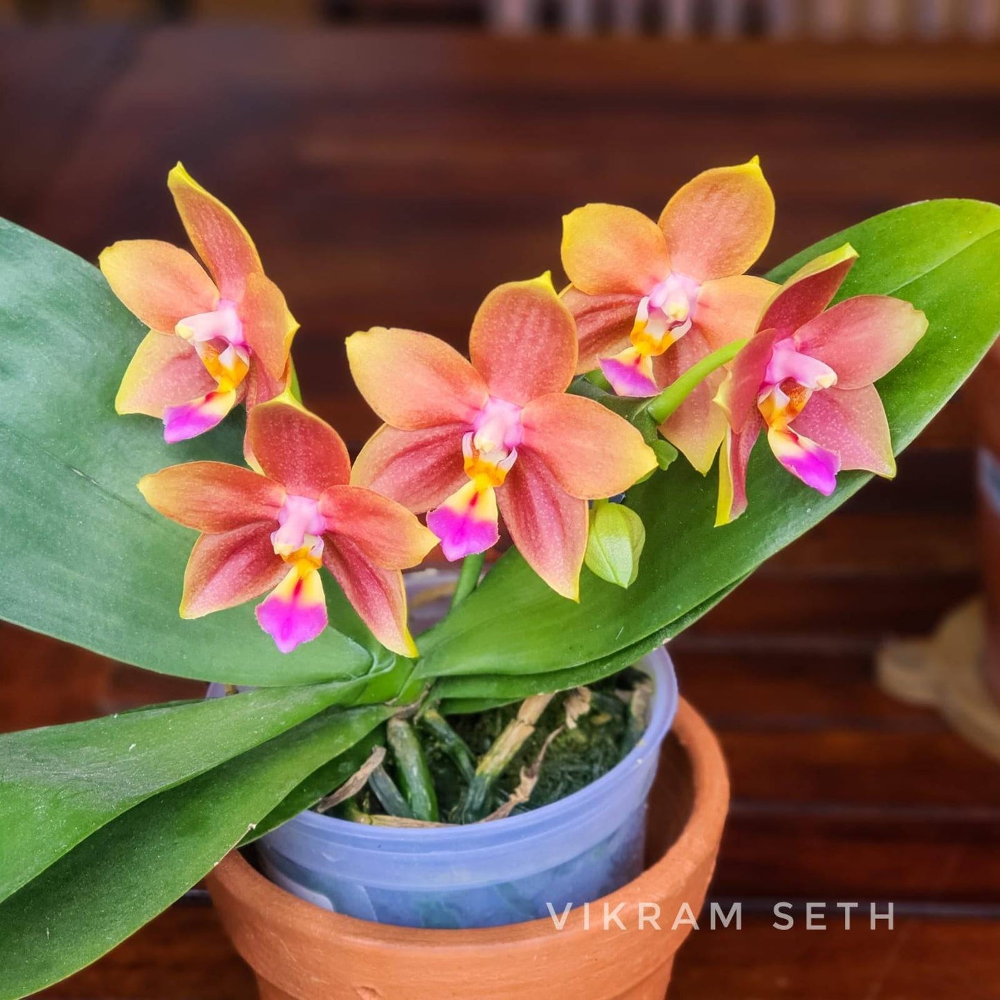 Phalaenopsis Meidarland Chambe - Without Flowers | BS - Buy Orchids Plants Online by Orchid-Tree.com
