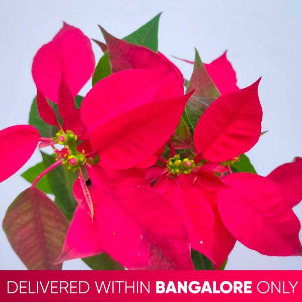 Poinsettia | Christmas Plant | 4 Colors - Buy Orchids Plants Online by Orchid-Tree.com