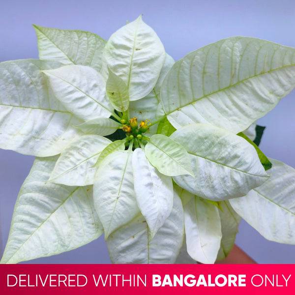 Poinsettia | Christmas Plant | 4 Colors - Buy Orchids Plants Online by Orchid-Tree.com
