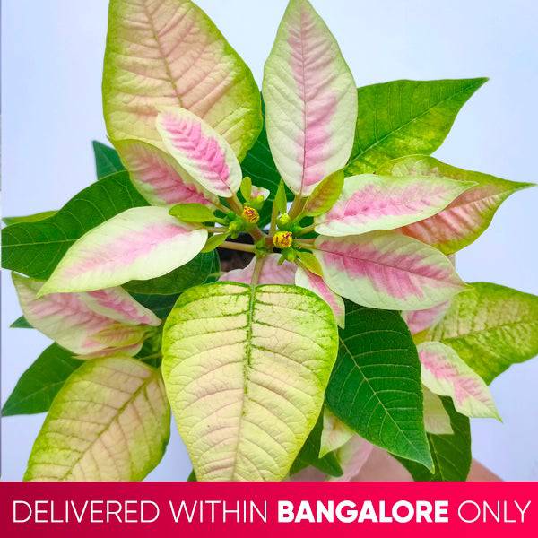 Poinsettia | Christmas Plant | 4 Colors - Buy Orchids Plants Online by Orchid-Tree.com