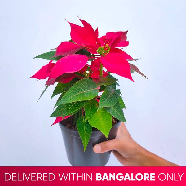 Poinsettia | Christmas Plant | 4 Colors - Buy Orchids Plants Online by Orchid-Tree.com