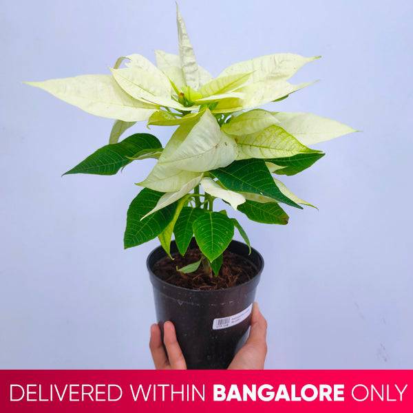 Poinsettia | Christmas Plant | 4 Colors - Buy Orchids Plants Online by Orchid-Tree.com