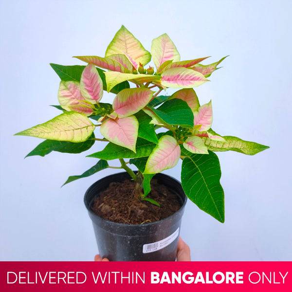 Poinsettia | Christmas Plant | 4 Colors - Buy Orchids Plants Online by Orchid-Tree.com