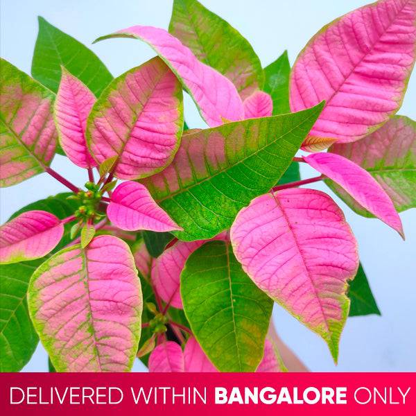 Poinsettia | Christmas Plant | 4 Colors - Buy Orchids Plants Online by Orchid-Tree.com