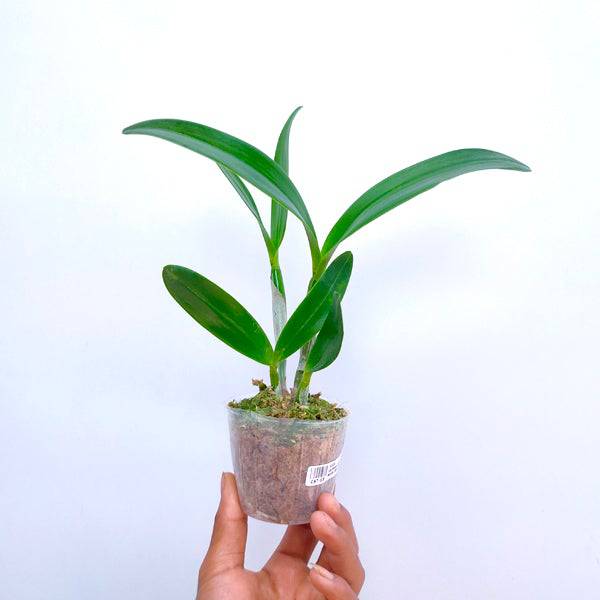 Cattleya (Blc.) Village Chief North 'Small Spring' - Without Flowers | BS - Buy Orchids Plants Online by Orchid-Tree.com