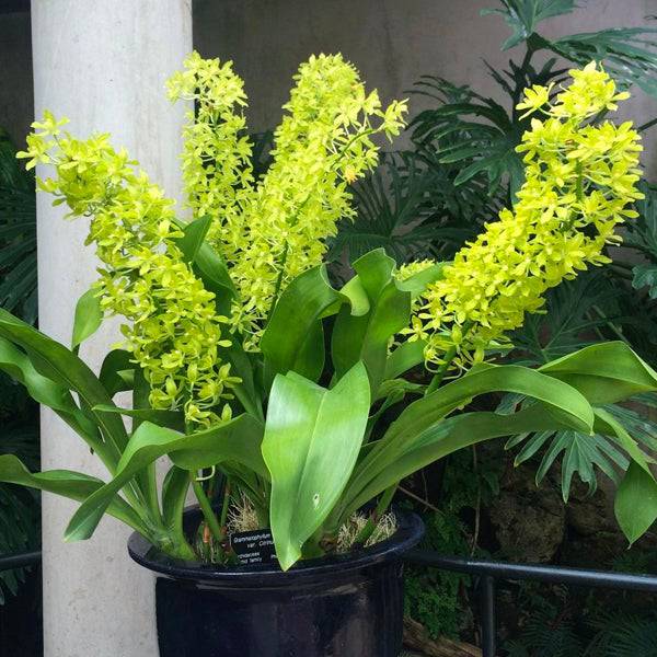 Grammatophyllum scriptum var citrinum sp. - Without Flower | BS - Buy Orchids Plants Online by Orchid-Tree.com