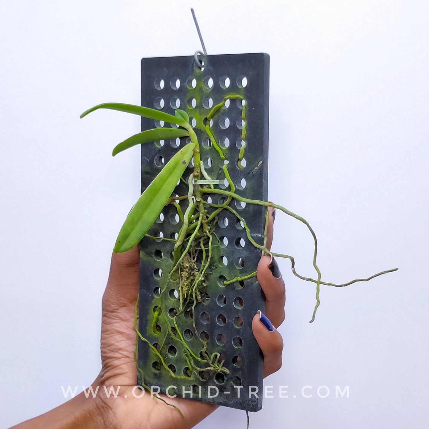 Dyakia hendersoniana sp. - Without Flowers | BS - Buy Orchids Plants Online by Orchid-Tree.com