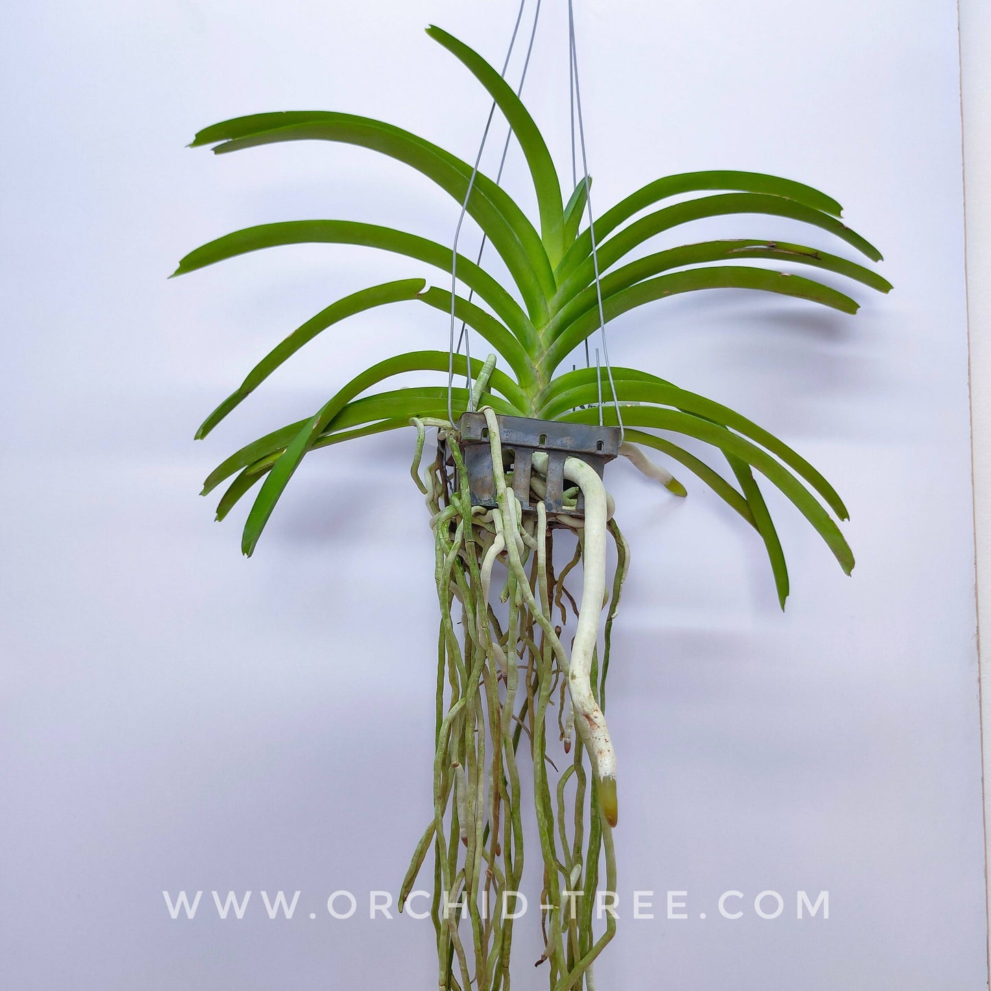 Vanda lamellata X (V. Noi blue X Rhy. coelestis) - Without Flowers | BS - Buy Orchids Plants Online by Orchid-Tree.com