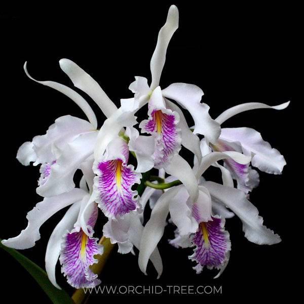 Cattleya maxima var. semi-alba sp. - Without Flowers | BS - Buy Orchids Plants Online by Orchid-Tree.com
