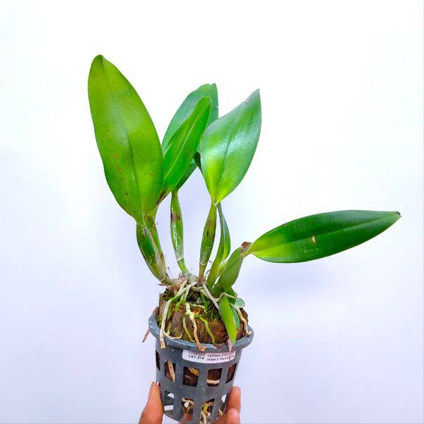 Cattleya Chan Hsiu Jewel x Mary's Song - Without Flowers | BS - Buy Orchids Plants Online by Orchid-Tree.com