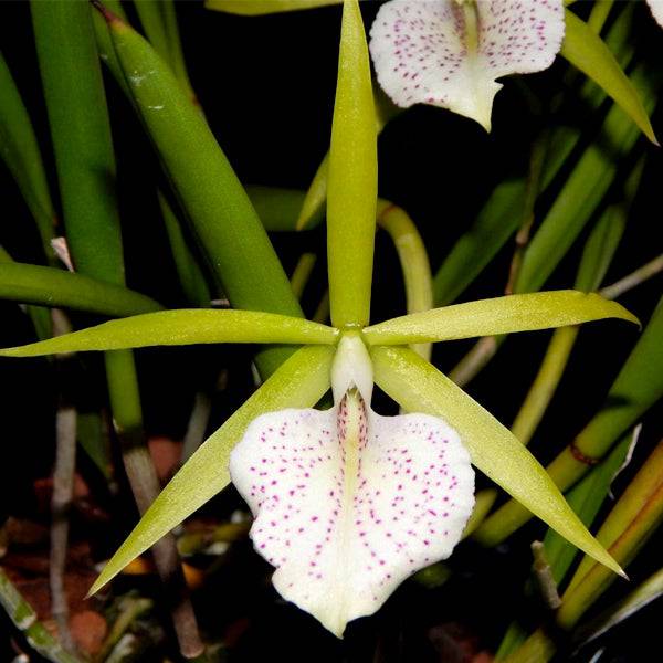 Cattleya (Bc.) Green Bird - Without Flowers | BS - Buy Orchids Plants Online by Orchid-Tree.com