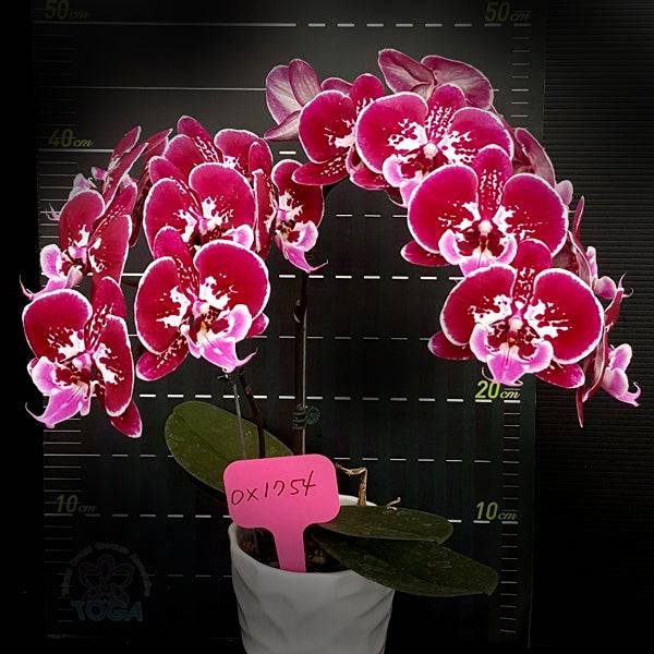 Phalaenopsis Purple Fairy - With Spike | FF - Buy Orchids Plants Online by Orchid-Tree.com