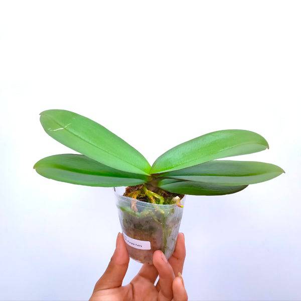 Phalaenopsis Purple Fairy - With Spike | FF - Buy Orchids Plants Online by Orchid-Tree.com