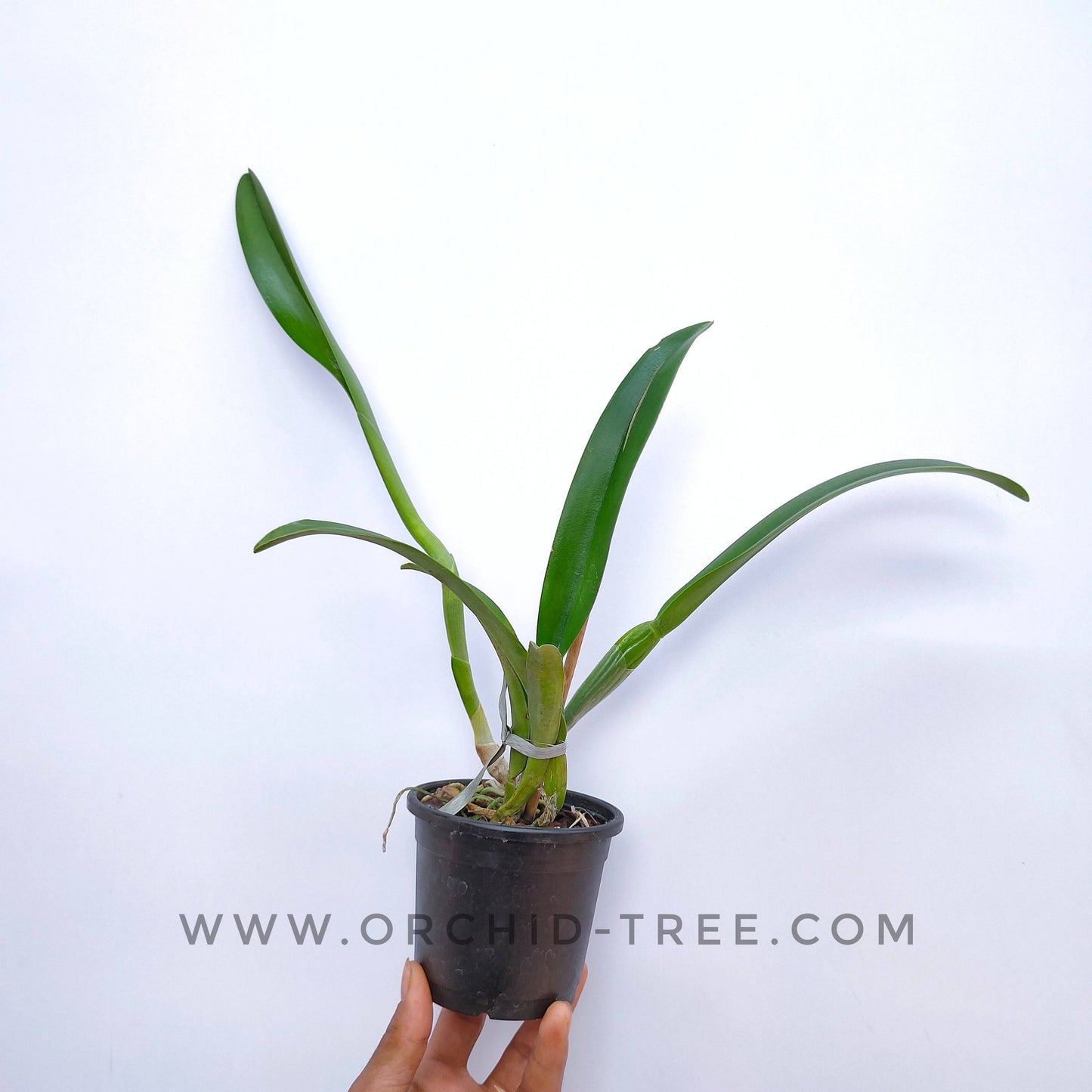 Cattleya (B.) digbyana sp. - Without Flowers | BS - Buy Orchids Plants Online by Orchid-Tree.com