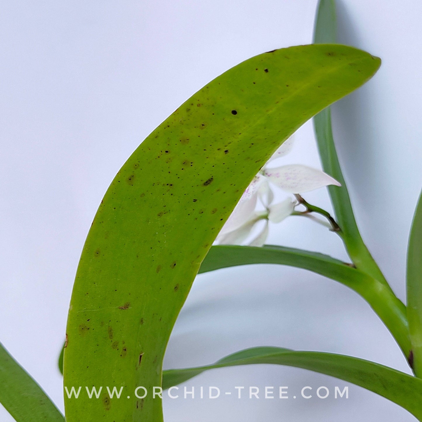 Epiarthron Kevin Mark Ragbir - Without Flowers | BS - Buy Orchids Plants Online by Orchid-Tree.com