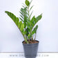 Zamioculcas - Zuzu / ZZ Plant - Buy Orchids Plants Online by Orchid-Tree.com
