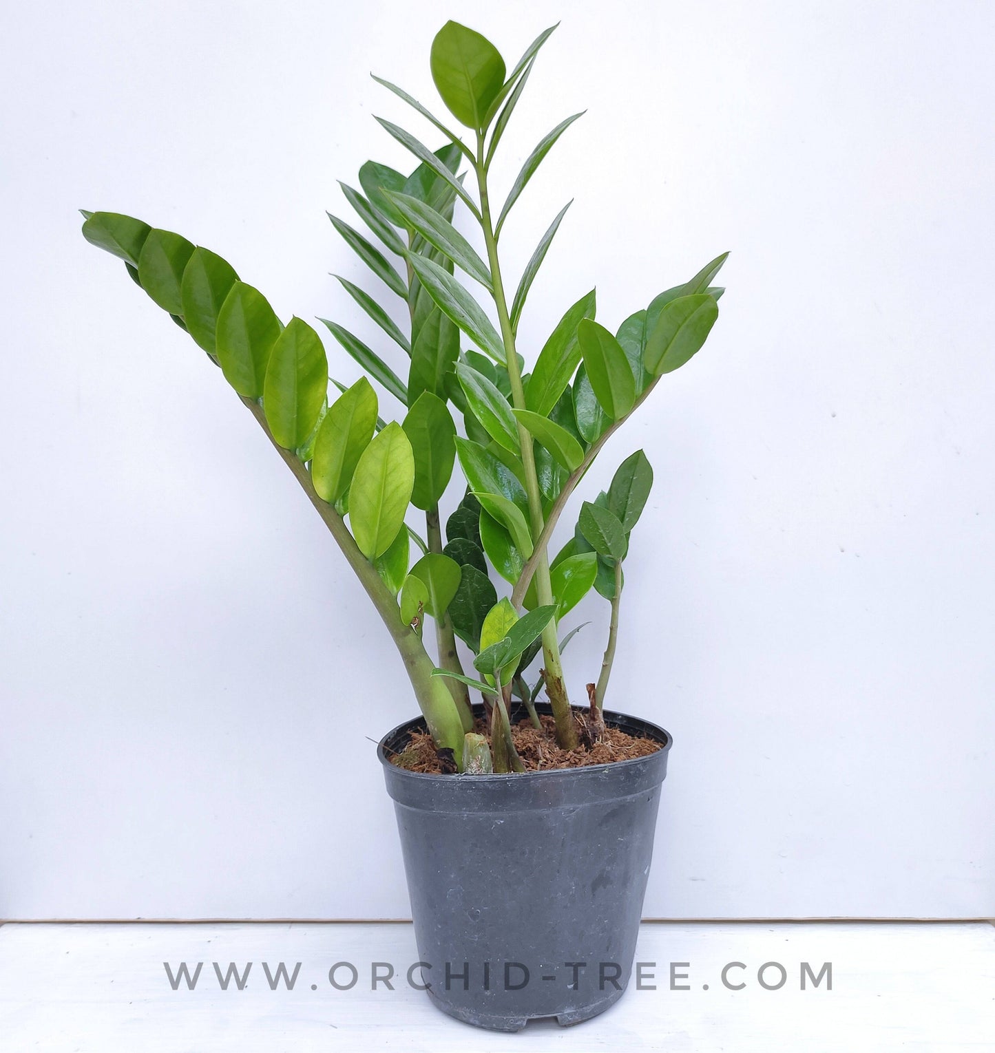 Zamioculcas - Zuzu / ZZ Plant - Buy Orchids Plants Online by Orchid-Tree.com