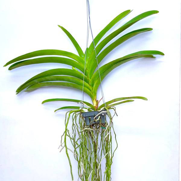 Vanda Somsri Star x Bitz's Heartthrob - With Spike | FF - Buy Orchids Plants Online by Orchid-Tree.com