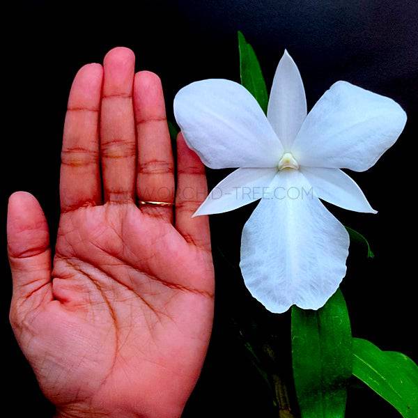 Dendrobium formosum Petaloid var alba - Without Flowers | BS - Buy Orchids Plants Online by Orchid-Tree.com