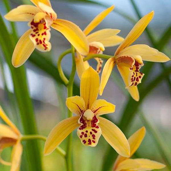 Cymbidium Rattanakosin - Without Flowers | BS - Buy Orchids Plants Online by Orchid-Tree.com