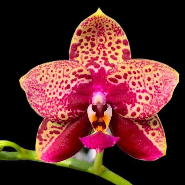 Phalaenopsis Yaphon Black Rose - Without Flowers | BS - Buy Orchids Plants Online by Orchid-Tree.com