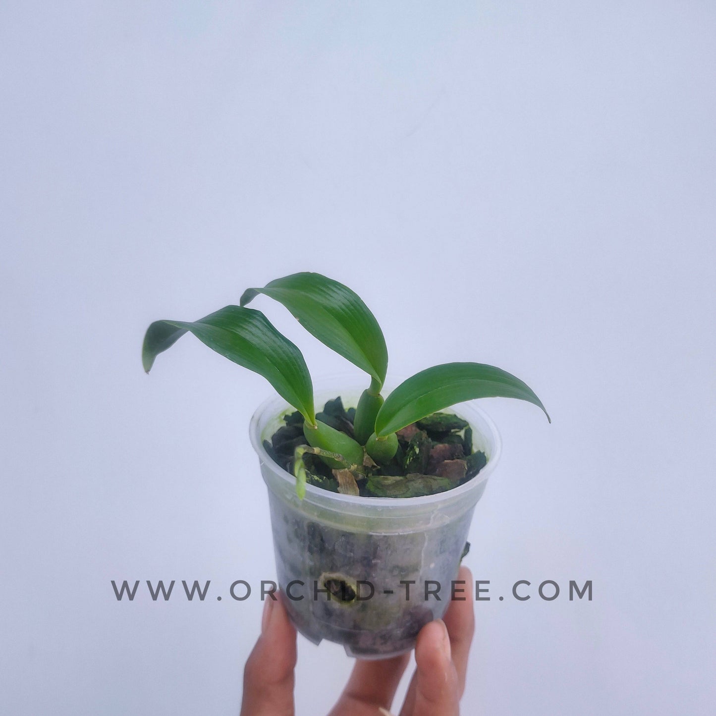 Oncidium Gomesa echinata sp. - With Spike | FF - Buy Orchids Plants Online by Orchid-Tree.com