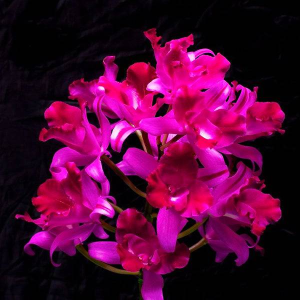 Cattleya (Lc.)Tristar Bouquet - Without Flowers | BS - Buy Orchids Plants Online by Orchid-Tree.com