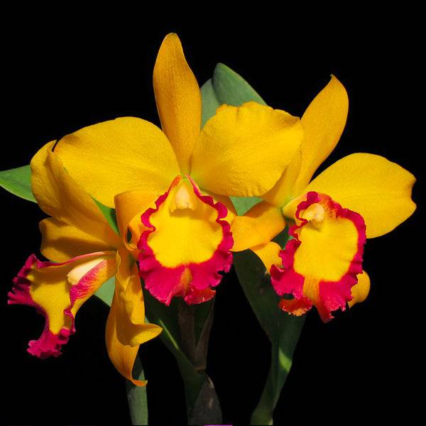 Cattleya Edgard Stars - Without Flowers | BS - Buy Orchids Plants Online by Orchid-Tree.com