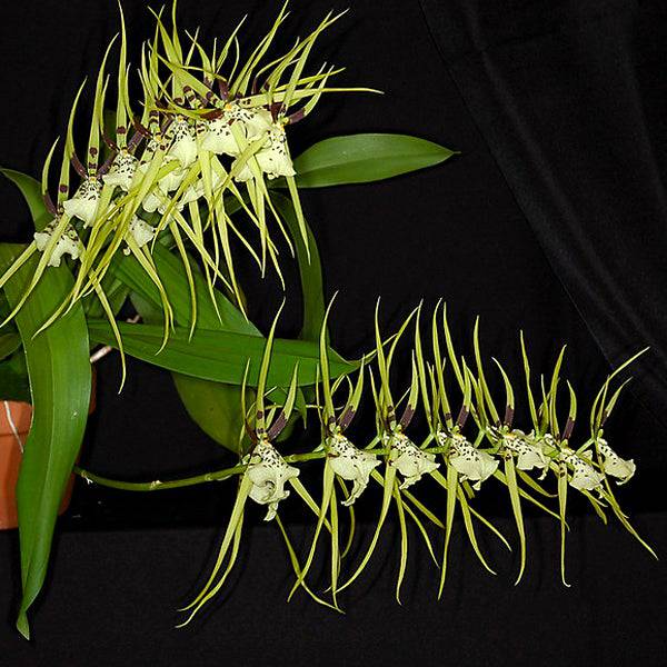 Oncidium Brassia Rex - Without Flowers | BS - Buy Orchids Plants Online by Orchid-Tree.com