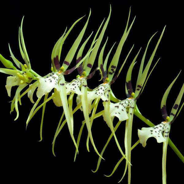 Oncidium Brassia Rex - Without Flowers | BS - Buy Orchids Plants Online by Orchid-Tree.com