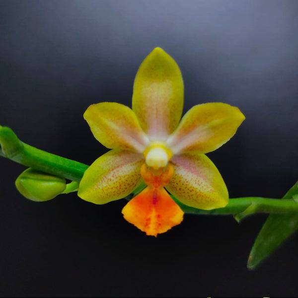 Phalaenopsis Yaphon Cupid - With Spike | FF - Buy Orchids Plants Online by Orchid-Tree.com