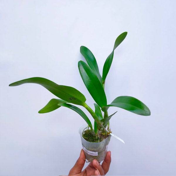 Cattleya (Lc.)Tristar Bouquet - Without Flowers | BS - Buy Orchids Plants Online by Orchid-Tree.com